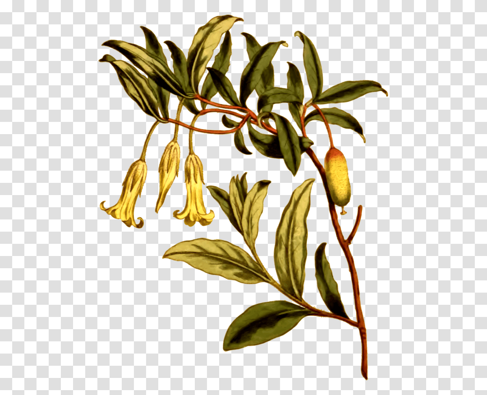 Plantfloraleaf, Acanthaceae, Flower, Annonaceae, Tree Transparent Png