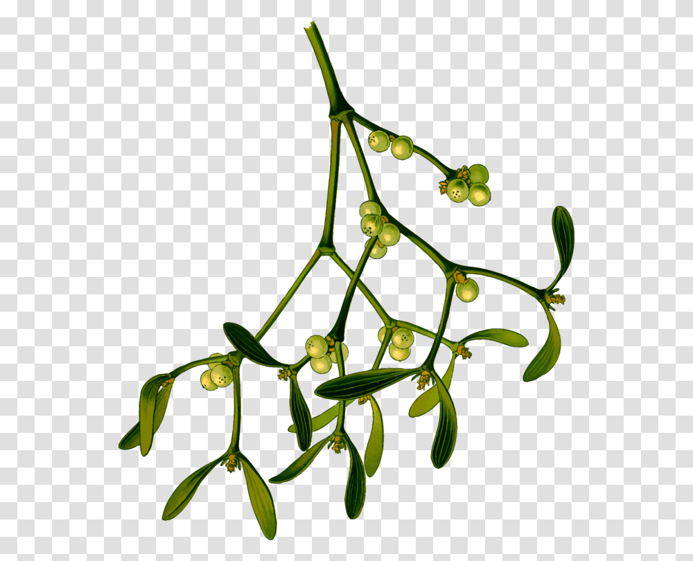 Plantfloraleaf Mistletoe, Tree, Flower, Blossom, Vine Transparent Png