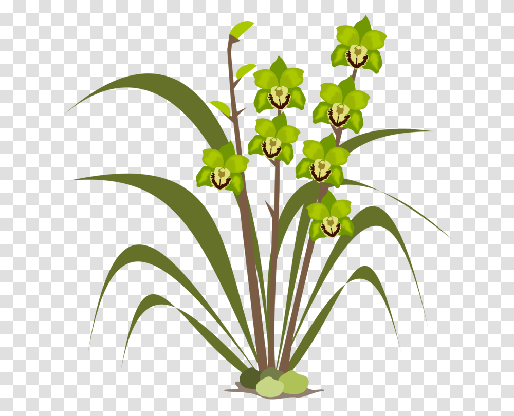 Plantfloraleaf Orchids, Flower, Blossom Transparent Png