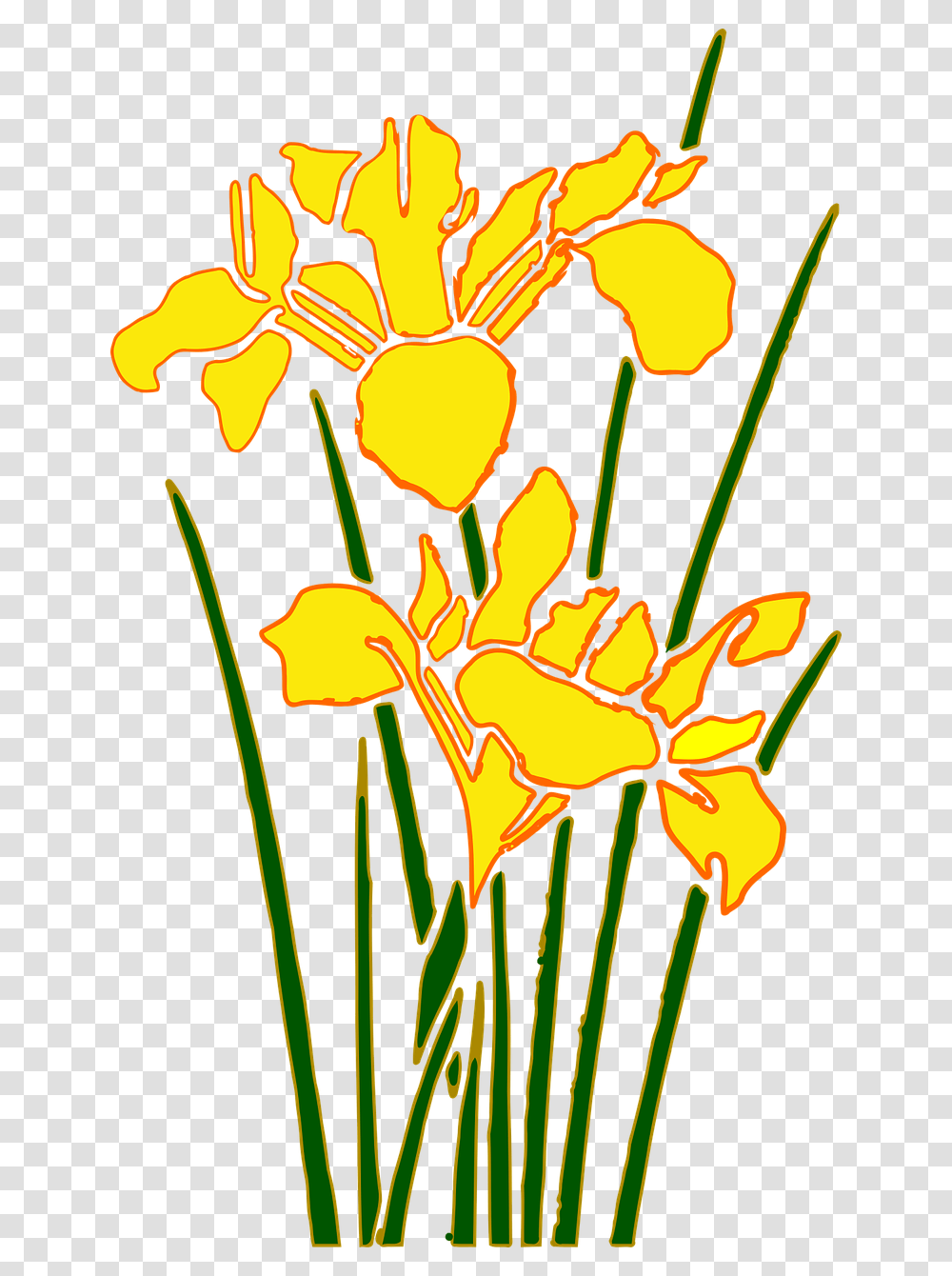 Plantflorapetal Yellow Iris Flower Cartoon, Blossom, Leaf, Leisure Activities, Daffodil Transparent Png