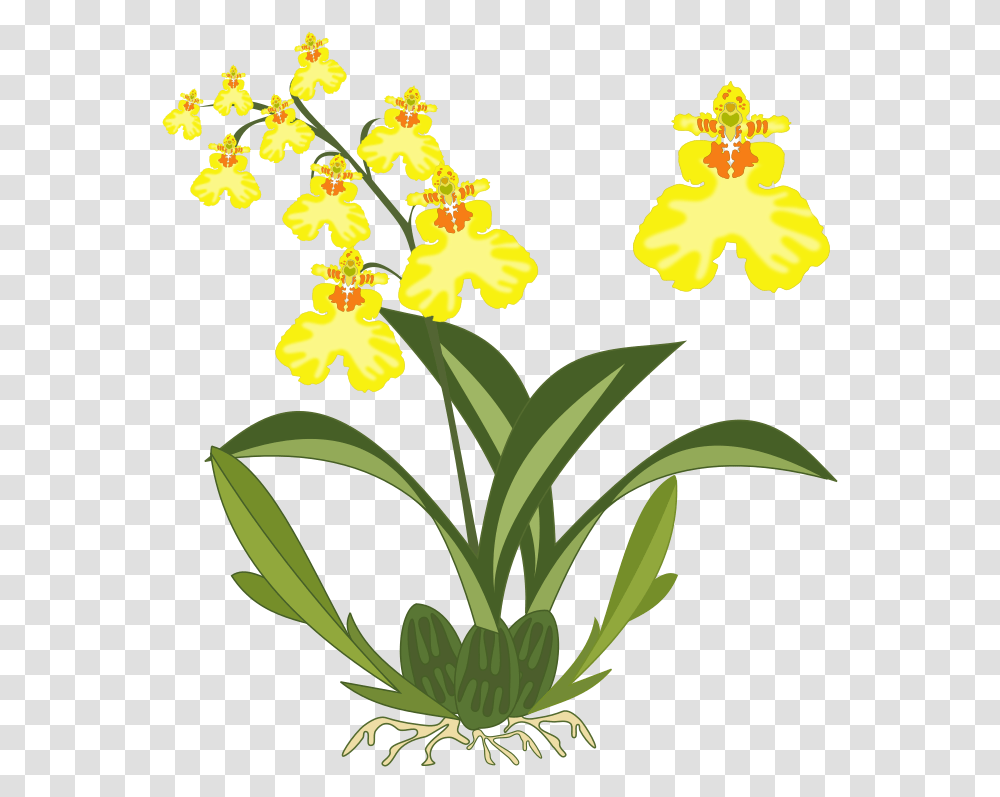 Plantfloraseed Plant, Flower, Blossom, Orchid, Pollen Transparent Png