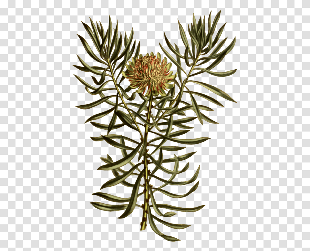 Plantfloratree Clipart Royalty Free Svg Clipart King Protea, Flower, Conifer, Pineapple, Bud Transparent Png