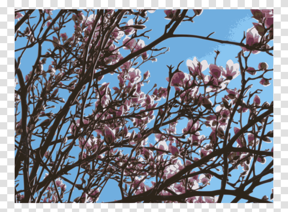 Plantflowerblossom Magnolia, Cherry Blossom, Bird, Animal, Person Transparent Png