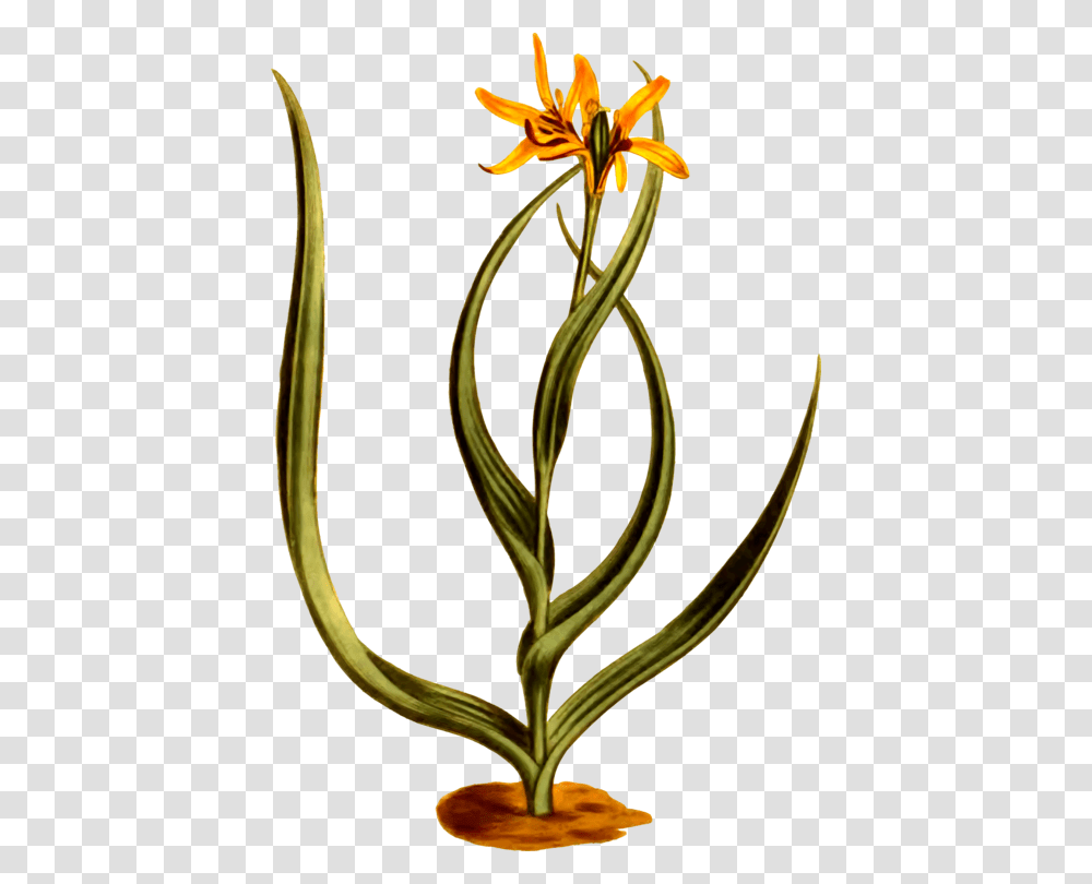 Plantflowerflowerpot Flower, Blossom, Snake, Reptile, Animal Transparent Png