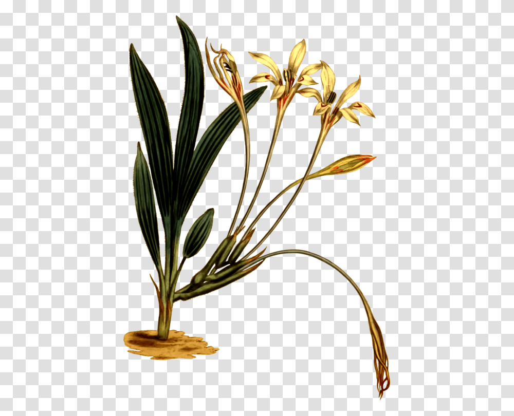 Plantflowerflowerpot Plant Stem, Blossom, Amaryllidaceae, Tree, Acanthaceae Transparent Png