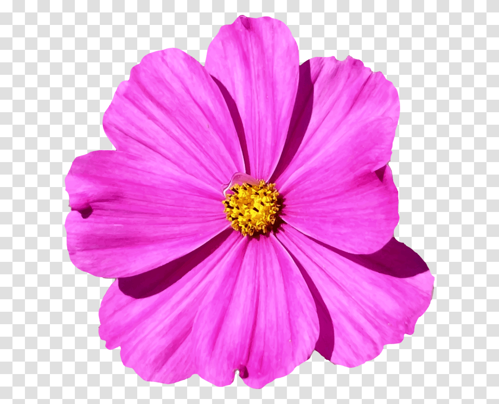 Plantflowergarden Cosmos Cosmos Flower, Anther, Blossom, Petal, Pollen Transparent Png