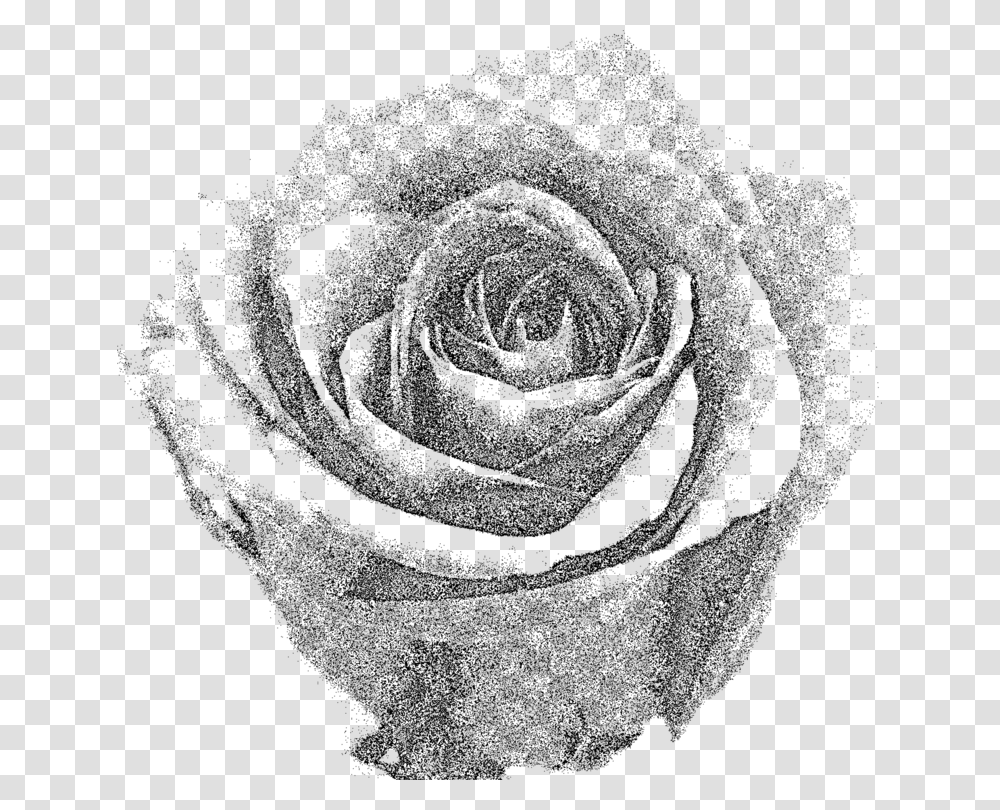 Plantflowergarden Roses Grey Rose, Gray, World Of Warcraft Transparent Png