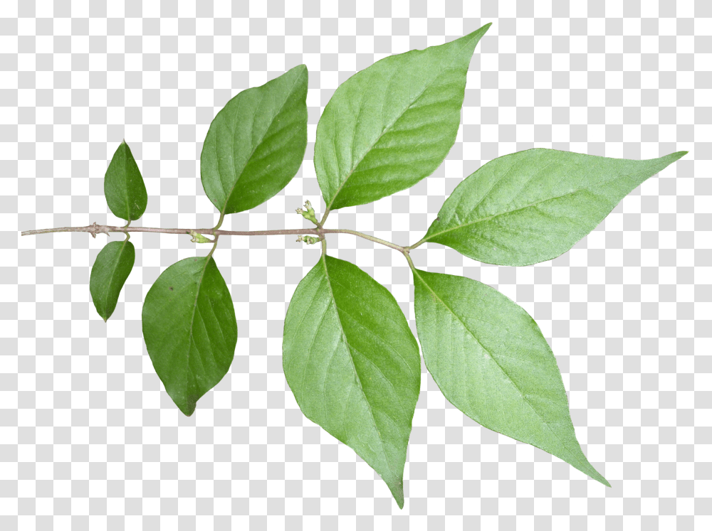 Plantflowering Plantbranchtwigplant Stem Leaf Texture Transparent Png