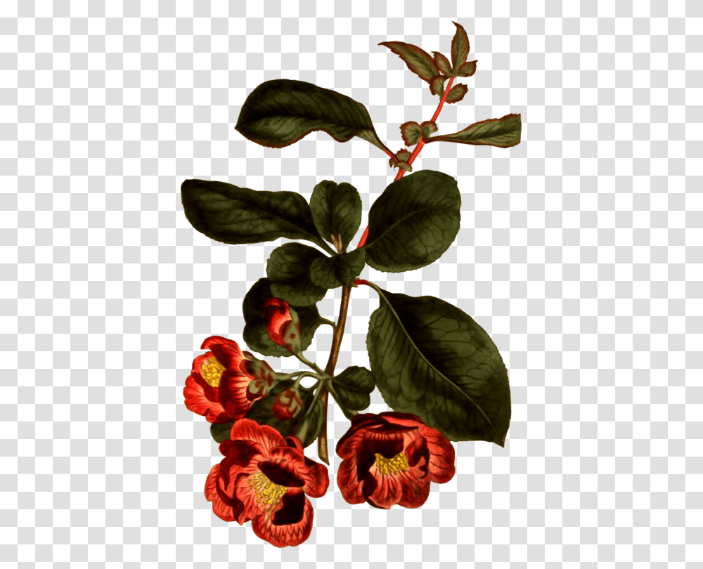 Plantflowerleaf Botany, Annonaceae, Tree, Acanthaceae, Potted Plant Transparent Png