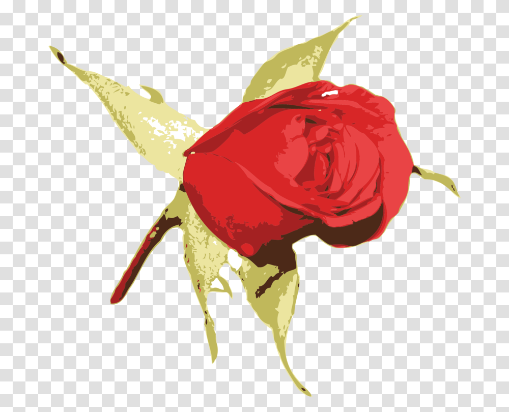 Plantflowerleaf Rose, Blossom, Petal Transparent Png