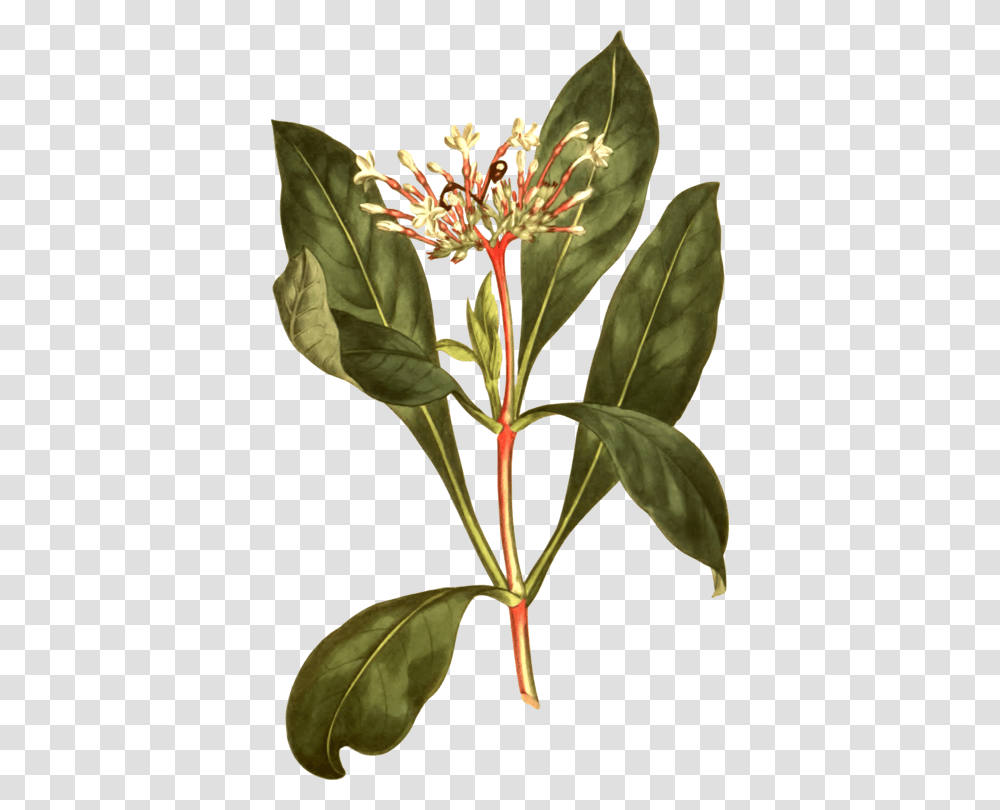 Plantflowerleaf Serpentina Plant Clipart, Anther, Petal, Acanthaceae, Tree Transparent Png