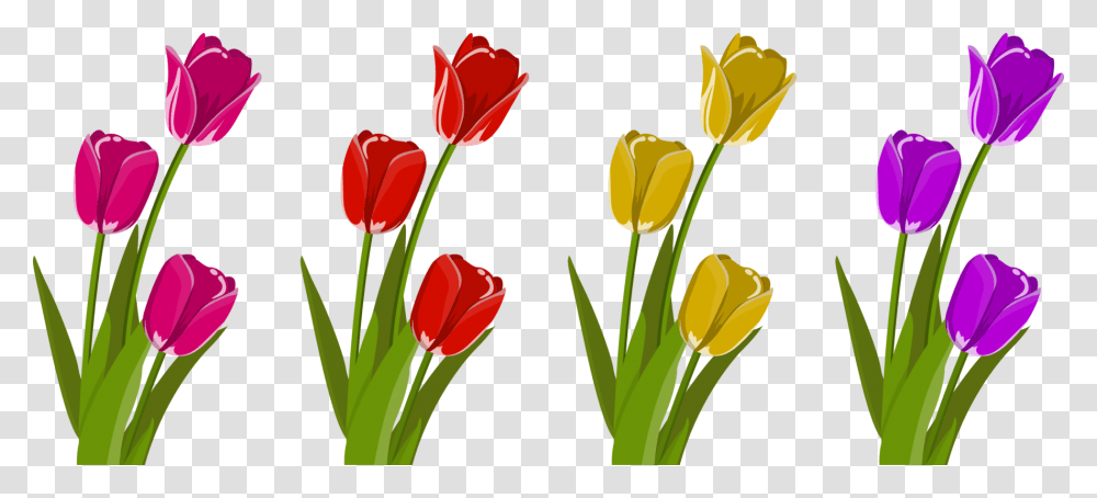 Plantflowermeadow Tulip Clipart, Blossom, Flower Arrangement, Petal, Flower Bouquet Transparent Png