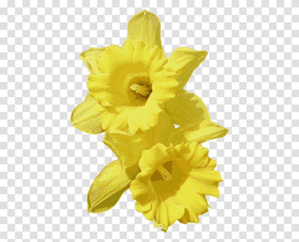 Plantflowerpetal Background Daffodils, Blossom, Rose Transparent Png