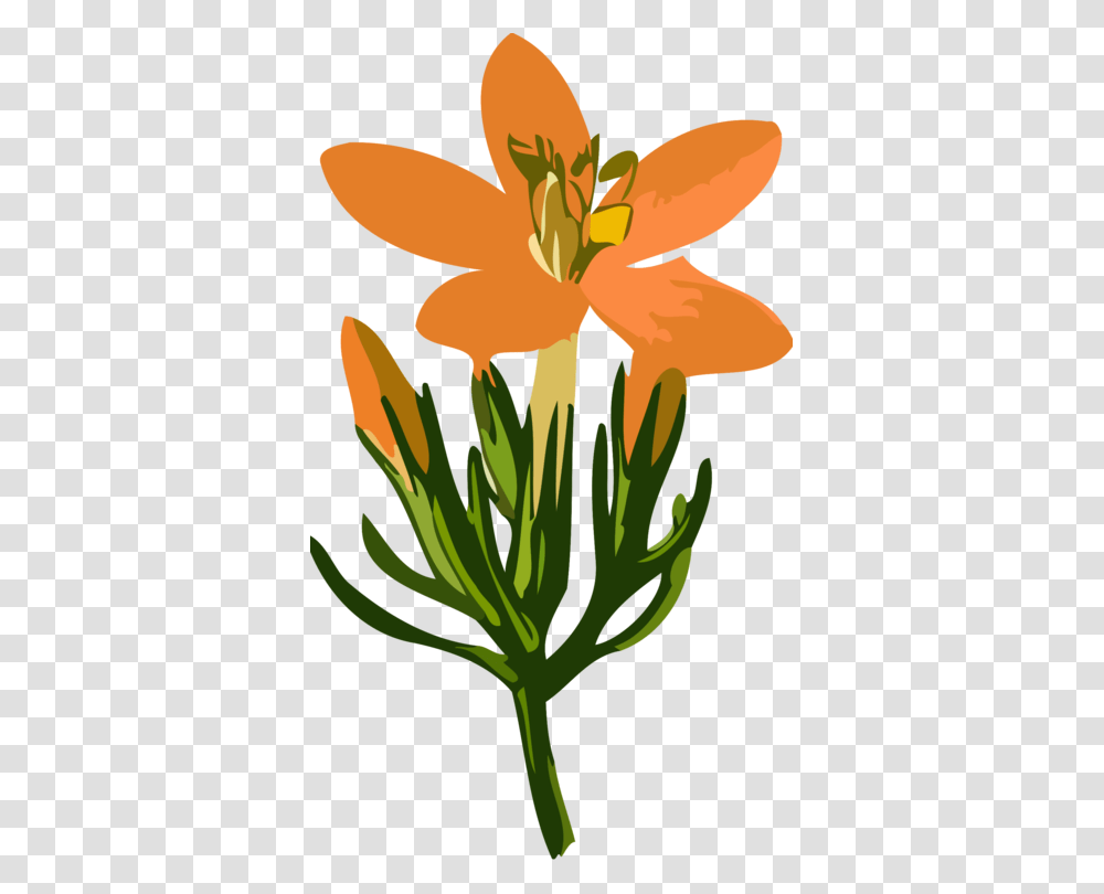 Plantflowerpetal Cilueta Flor, Blossom, Daffodil, Lily Transparent Png