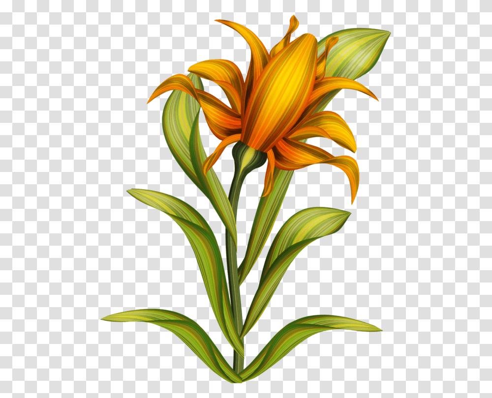 Plantflowerpetal, Lily, Blossom, Amaryllidaceae, Daisy Transparent Png