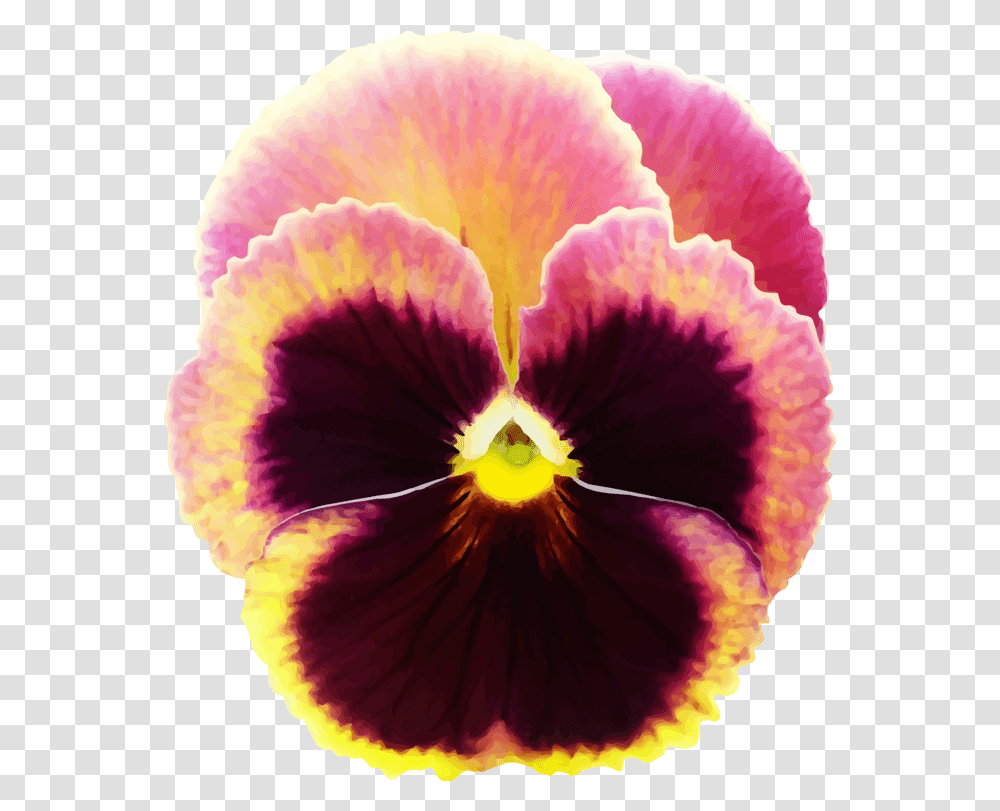 Plantflowerseed Plant Clipart Royalty Free Svg Drawing Of Pansy Flower, Blossom, Iris, Geranium, Petal Transparent Png