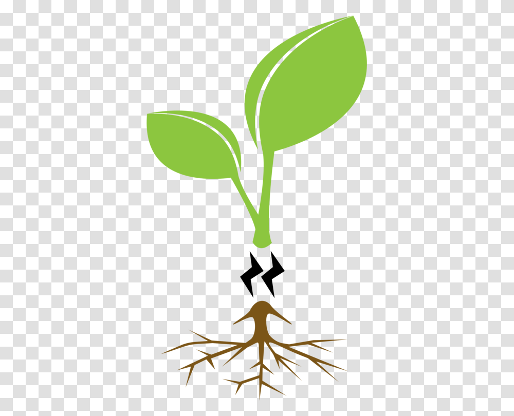 Plantgrassleaf Family Tree Clear Background, Fruit, Food, Green, Seed Transparent Png