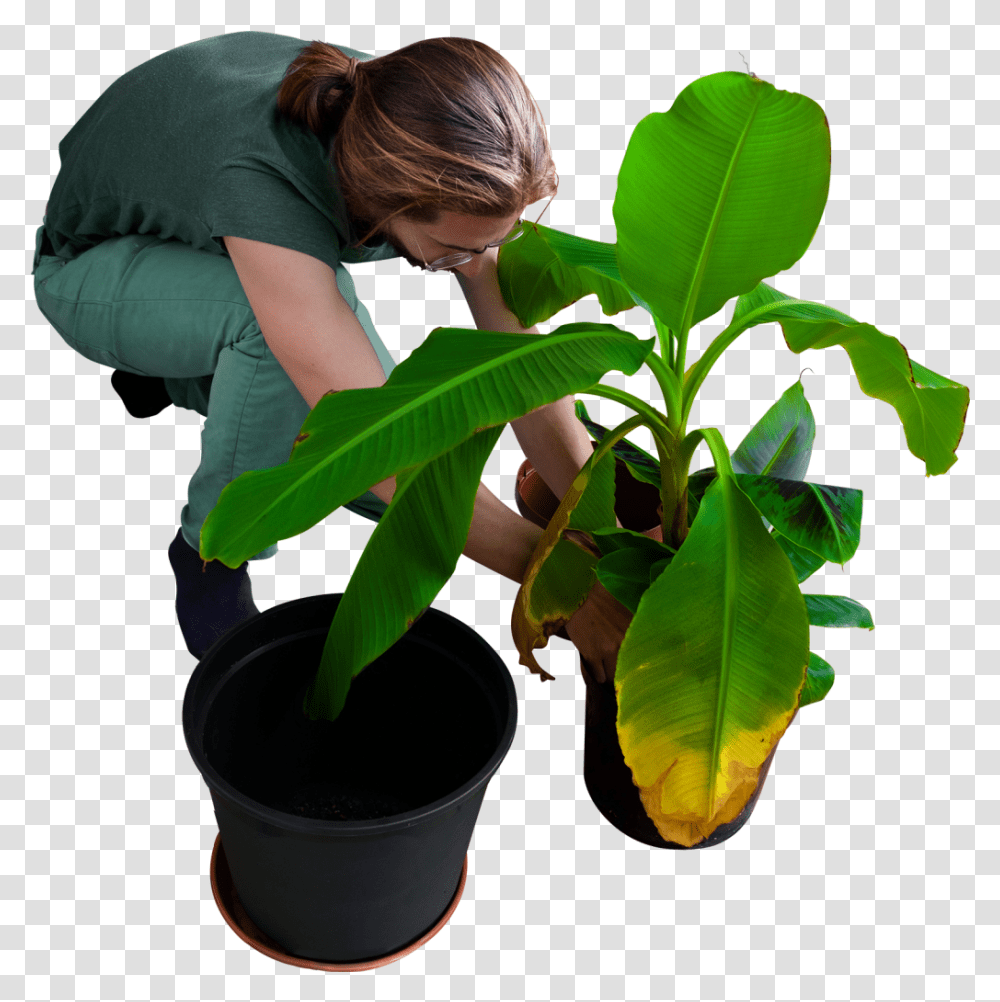 Planting Clipart Background People Planting Trees, Leaf, Person, Flower, Finger Transparent Png