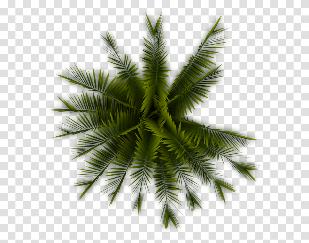Planting Clipart Top View Palm Tree Top, Leaf, Green, Pattern, Fractal Transparent Png