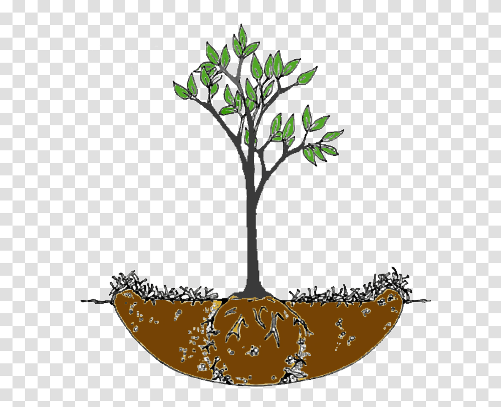 Planting Guide Jericho Nursery, Tree, Lamp, Leaf, Light Fixture Transparent Png
