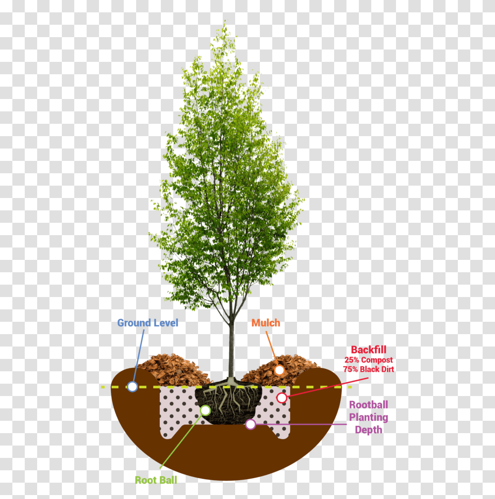 Planting Guide Road Tree Planting Guide, Maple, Conifer, Christmas Tree, Ornament Transparent Png