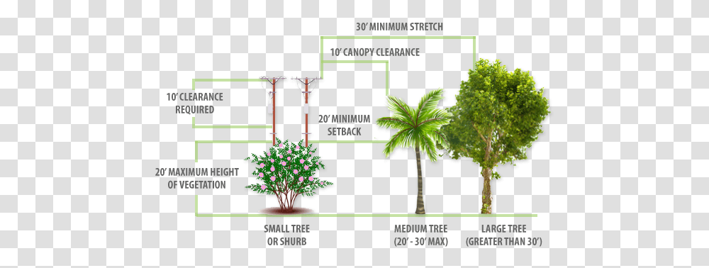Planting Guidelines City Of Ocala Attalea Speciosa, Tree, Palm Tree, Arecaceae, Flower Transparent Png
