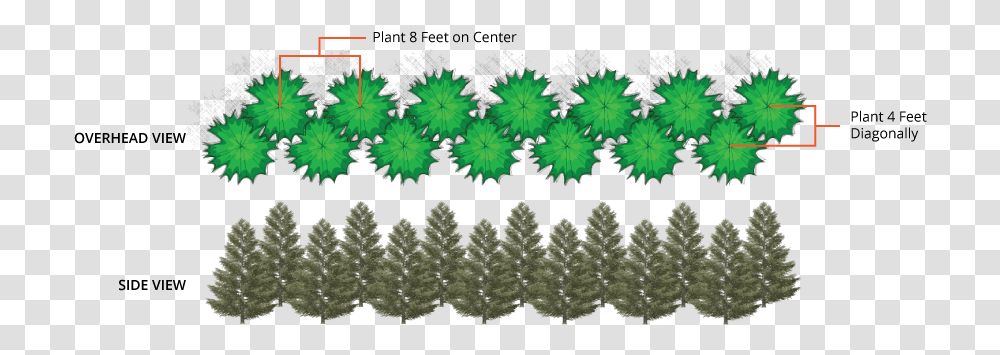 Planting Leyland Cypress Trees The Tree Center Far Apart To Plant Leyland Cypress, Ornament, Pattern, Fractal, Rug Transparent Png