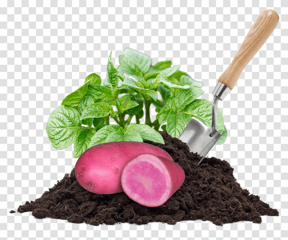 Planting Seeds Clipart Kompos, Soil, Leaf, Potted Plant, Vase Transparent Png