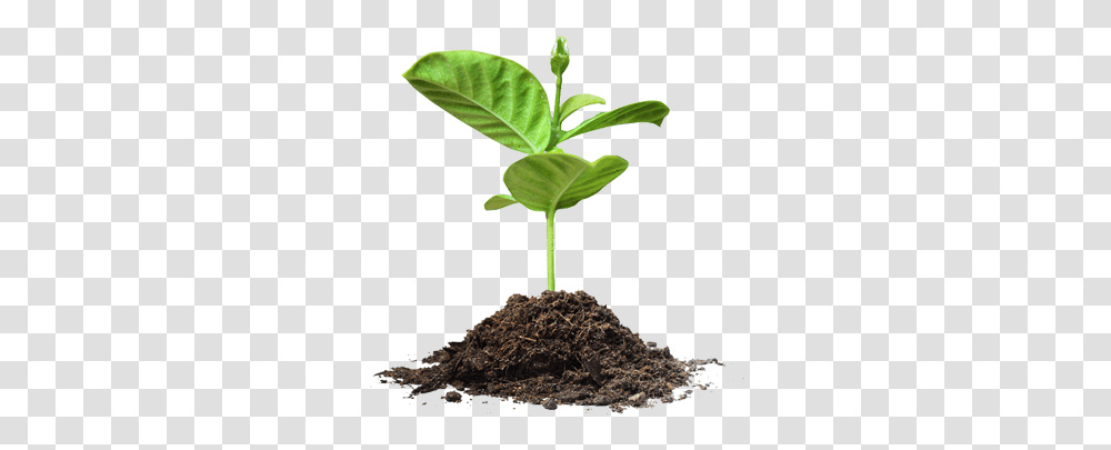 Planting Tree Image Save Tree, Leaf, Sprout, Soil, Bud Transparent Png