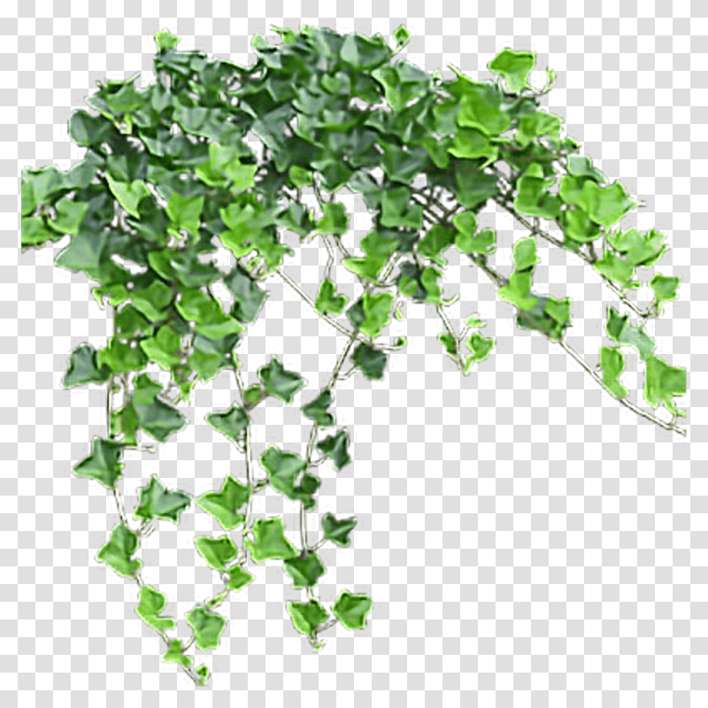 Plantivy Familyvine Small Flower Tree, Leaf Transparent Png