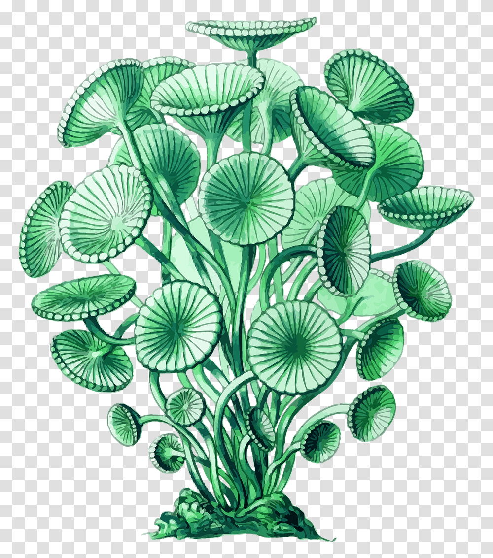 Plantleafaquarium Decor Algae Botanical Illustration, Green, Pattern, Potted Plant, Vase Transparent Png