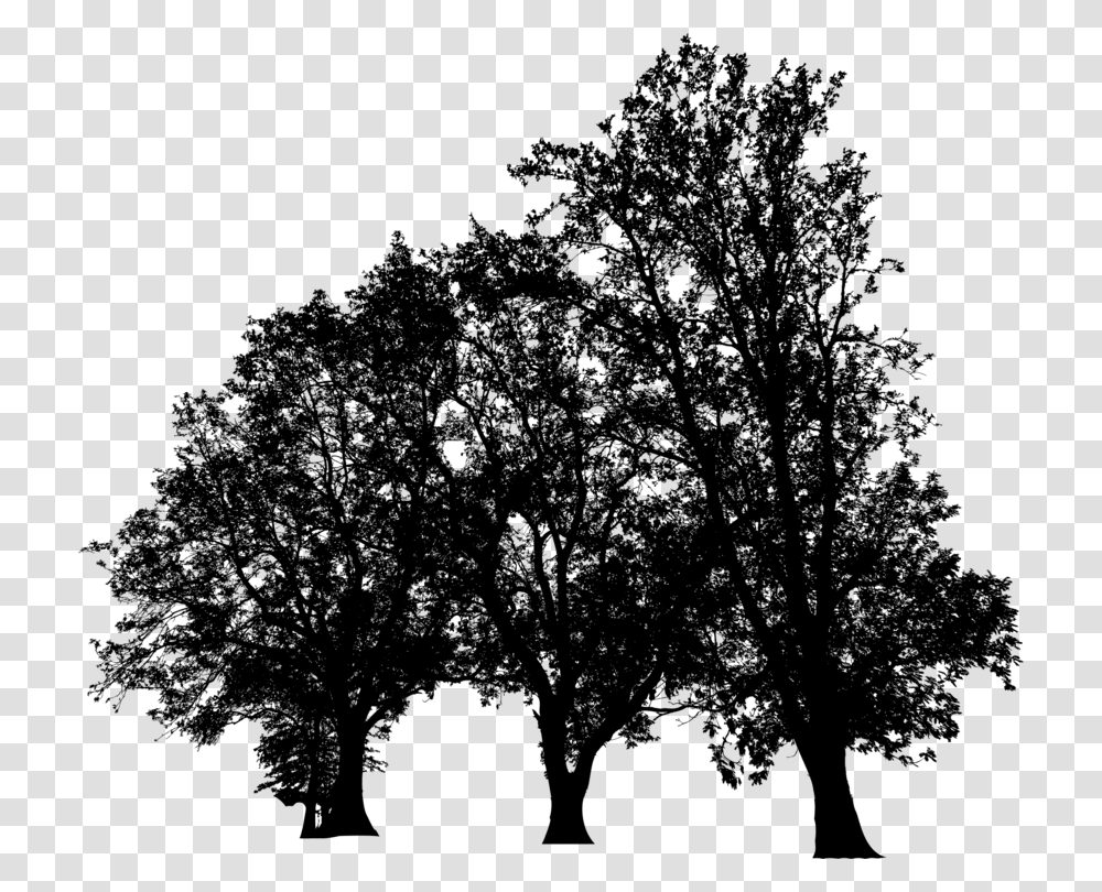 Plantleafcalifornia Live Oak Plane Tree Family, Gray, World Of Warcraft Transparent Png