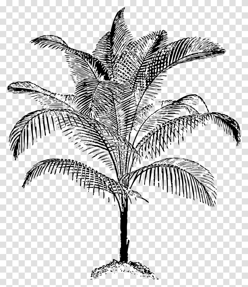 Plantleafmonochrome Photography Black Amp White Sketch Of Coconut Trees, Gray, World Of Warcraft Transparent Png