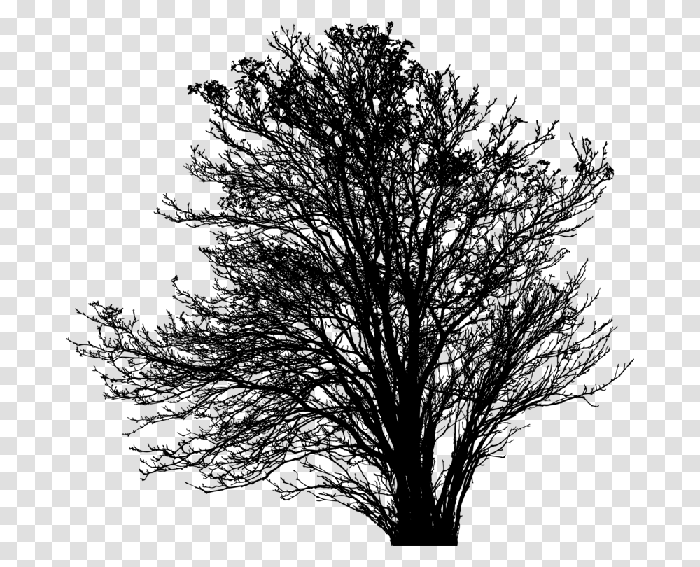 Plantleafmonochrome Photography Oak, Gray, World Of Warcraft Transparent Png