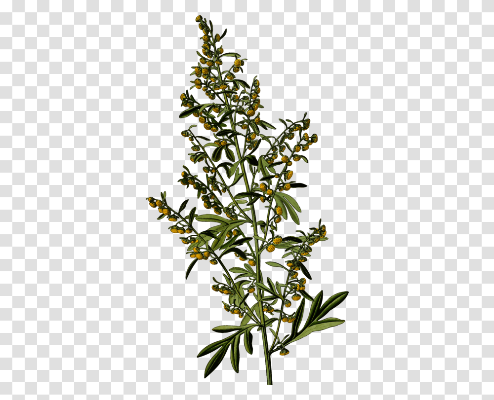 Plantleafshrub Clipart Royalty Free Svg Wormwood, Acanthaceae, Flower, Pineapple, Fruit Transparent Png