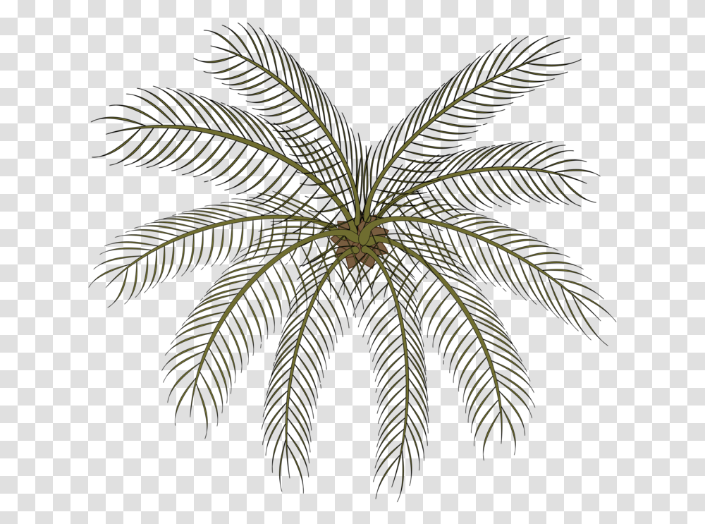 Plantleafsymmetry Small Palms Top View, Pattern, Palm Tree, Arecaceae, Night Transparent Png