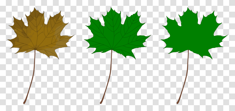 Plantleaftree Clipart Royalty Free Svg Maple, Maple Leaf Transparent Png
