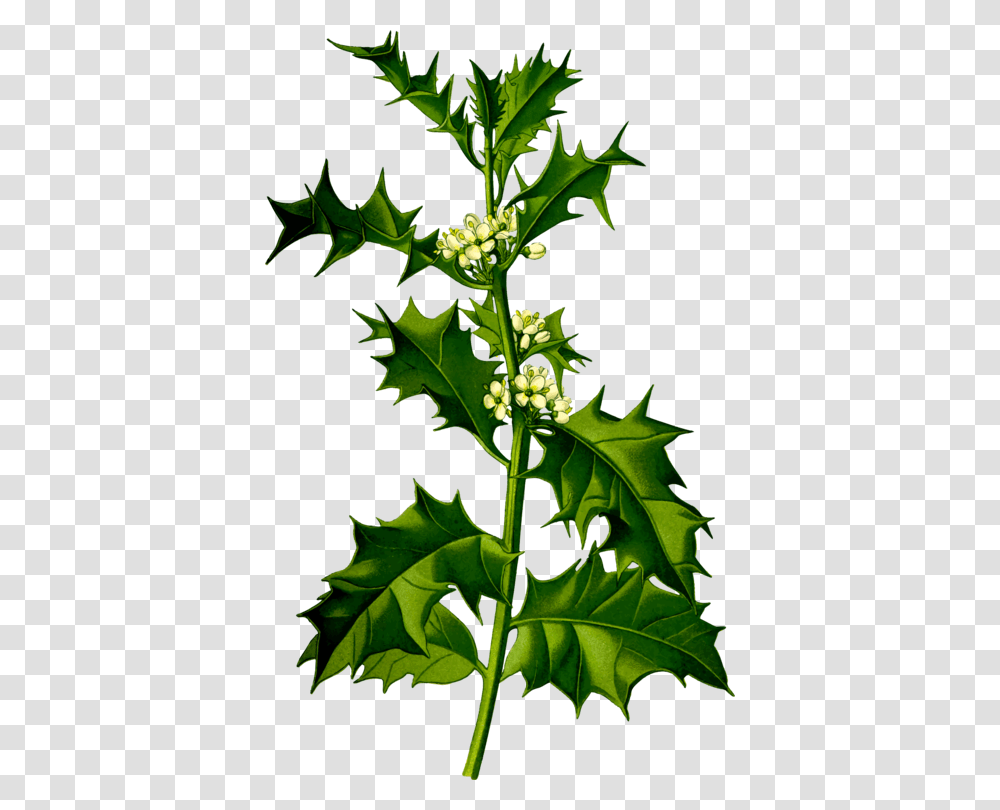 Plantleaftree Ilex Aquifolium, Flower, Acanthaceae, Bud, Sprout Transparent Png