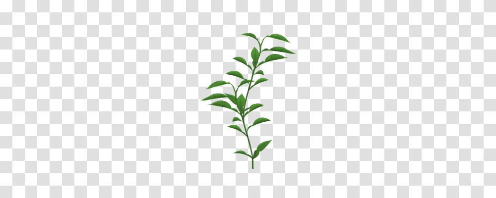 Plants Nature, Green, Acanthaceae, Flower Transparent Png