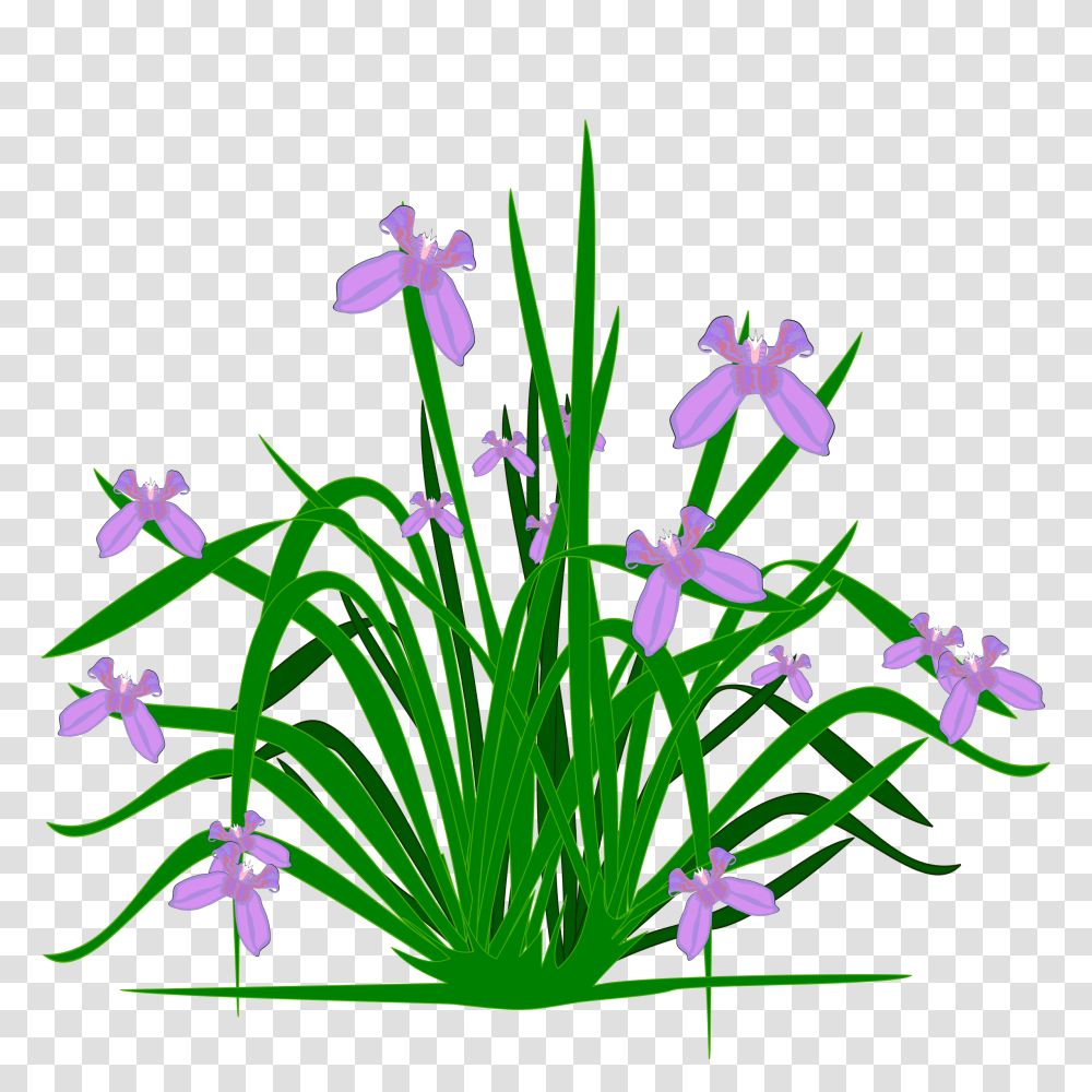 Plants And Flowers Clipart Clip Art, Blossom, Iris, Amaryllidaceae, Daffodil Transparent Png