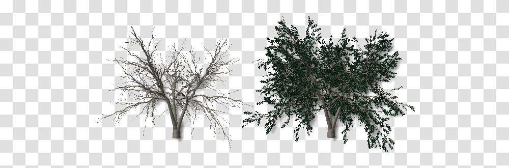 Plants Arboles Sin Hojas, Nature, Outdoors, Tree, Night Transparent Png