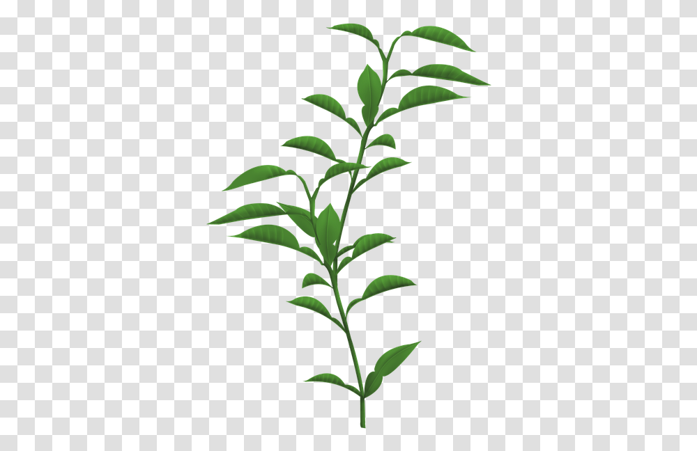 Plants Background, Green, Leaf, Sesame, Seasoning Transparent Png