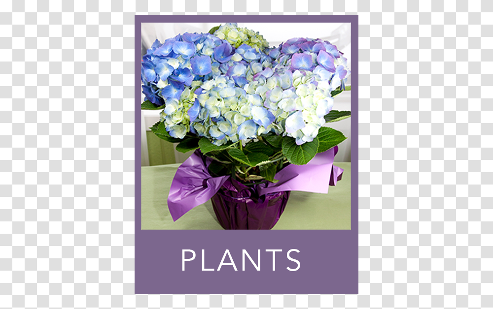 Plants Bouquet, Flower, Blossom, Flower Bouquet, Flower Arrangement Transparent Png