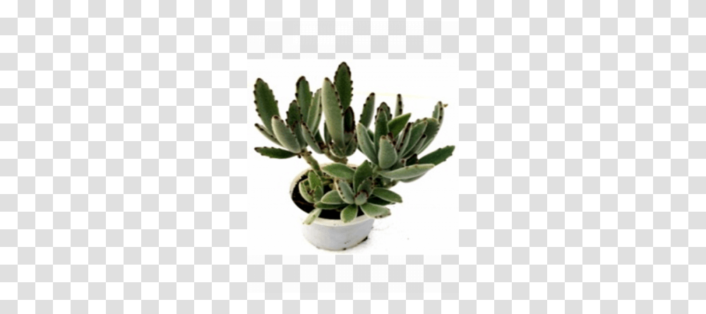 Plants, Cactus, Aloe Transparent Png