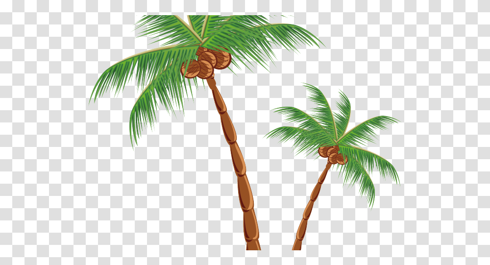 Plants Clipart Coconut Tree Palm Tree With Coconuts, Arecaceae, Tropical, Leaf Transparent Png