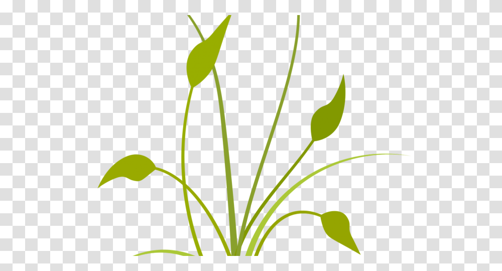 Plants Clipart Plantation, Flower, Green, Amaryllidaceae, Daffodil Transparent Png