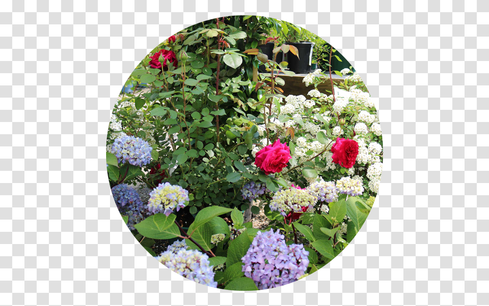 Plants Common Zinnia, Flower, Rose, Flower Bouquet, Flower Arrangement Transparent Png