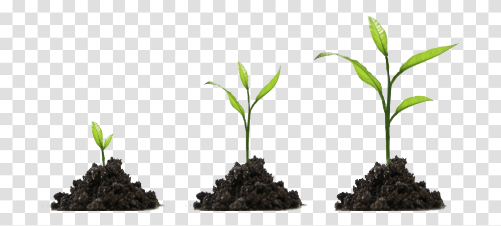 Plants Development, Tree, Sprout, Soil, Root Transparent Png