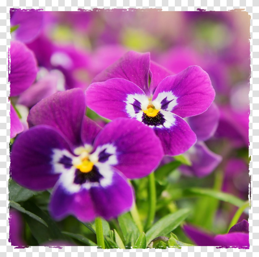 Plants, Flower, Blossom, Geranium, Purple Transparent Png