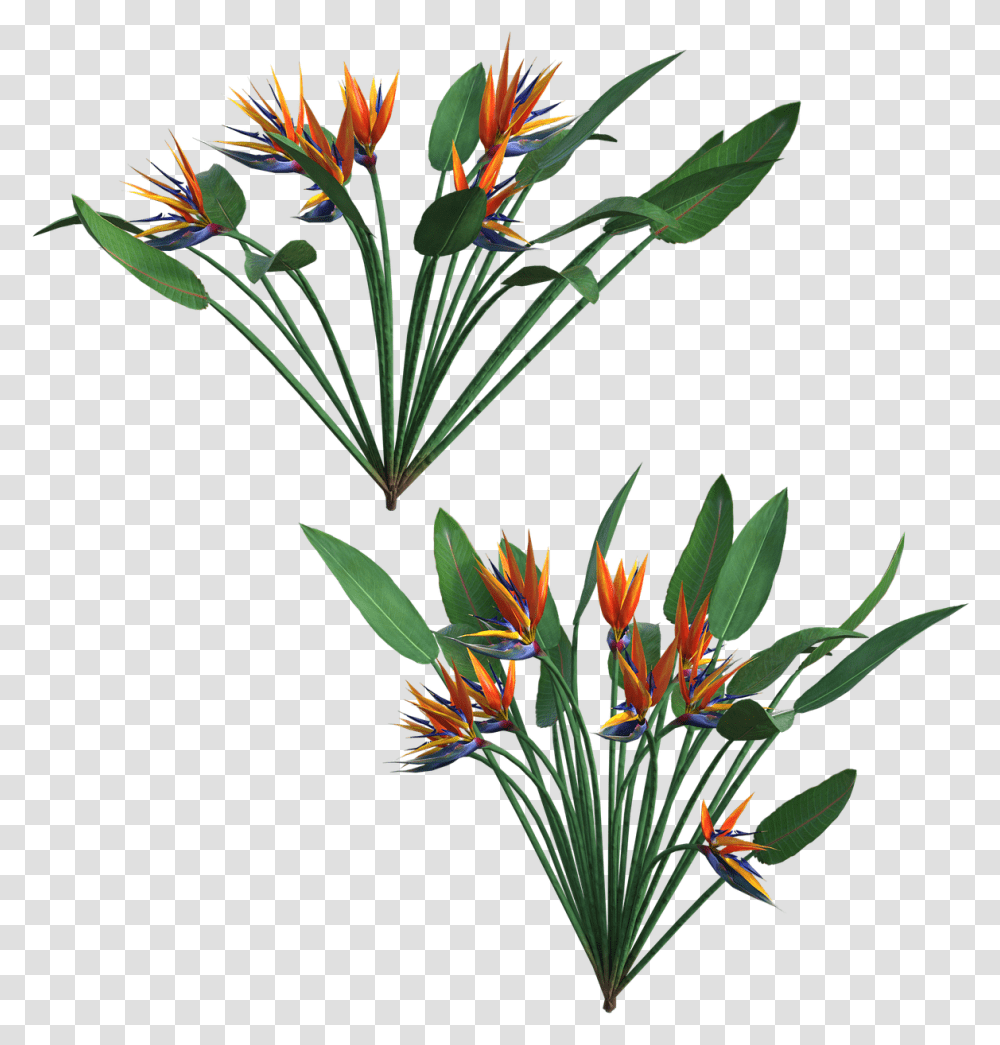 Plants, Flower, Ikebana, Vase Transparent Png